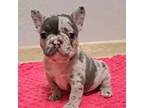 French Bulldog Puppy for sale in Renton, WA, USA