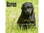 Raven Moyen