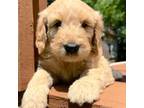 Goldendoodle Puppy for sale in Osage City, KS, USA