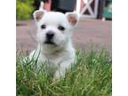West Highland White Terrier Puppy for sale in Sugarcreek, OH, USA