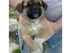 Pug Puppy for sale in Cumberland, IA, USA