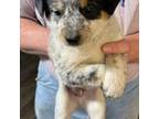Miniature Australian Shepherd Puppy for sale in Cumberland, IA, USA