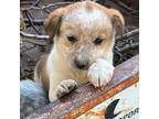 Miniature Australian Shepherd Puppy for sale in Cumberland, IA, USA
