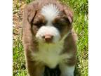 Australian Shepherd Puppy for sale in Rogers City, MI, USA