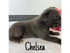 Cane Corso Puppy for sale in Spencerville, IN, USA