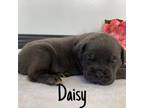 Daisy