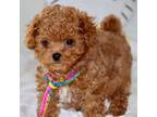 Maltipoo Puppy for sale in Vallejo, CA, USA