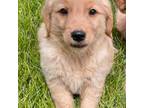 Mutt Puppy for sale in Clinton Township, MI, USA