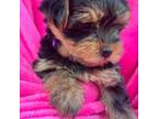 Yorkshire Terrier Puppy for sale in Bellflower, CA, USA