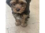 Yorkshire Terrier Puppy for sale in Bellflower, CA, USA