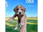 Zina - Mini F1b