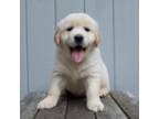 Golden Retriever Puppy for sale in Tewksbury, MA, USA
