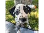 Dalmatian Puppy for sale in Riverside, CA, USA