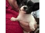 Chihuahua Puppy for sale in New Bedford, MA, USA