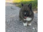 Siberian Husky Puppy for sale in Mc Millan, MI, USA