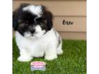 Shih Tzu Puppy for sale in Elmhurst, IL, USA