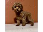 Poodle (Toy) Puppy for sale in Clarita, OK, USA