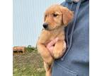 Golden Retriever Puppy for sale in Potosi, WI, USA