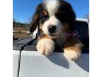 Bernese Mountain Dog Puppy for sale in Plainville, GA, USA