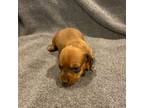 Dachshund Puppy for sale in Williamsburg, KY, USA