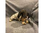 Dachshund Puppy for sale in Williamsburg, KY, USA