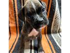 Boxer Puppy for sale in Lucas, IA, USA