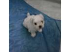 Maltese Puppy for sale in Elma, WA, USA