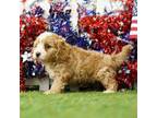Cavapoo Puppy for sale in Lake Mills, IA, USA