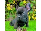 Duke (French Bulldog Puppy