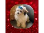 Zuchon Puppy for sale in Watertown, TN, USA