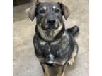 Adopt Wilma a Mixed Breed