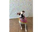 Adopt Avah a Pit Bull Terrier