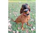 Adopt Velvet a Coonhound, Mixed Breed