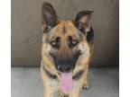 Adopt ZEPHYR a German Shepherd Dog