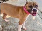 Adopt Milani a Pit Bull Terrier
