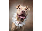 Adopt Bungalow a Pit Bull Terrier, Mixed Breed