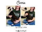 Adopt Carrie a Mixed Breed