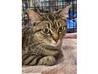 Adopt Turquoise a Tabby, Domestic Short Hair