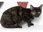 Adopt Moaning Myrtle a Domestic Short Hair