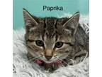 Adopt Paprika a Domestic Short Hair