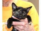 Adopt Bubbles (bonded w/Blossom) a Domestic Short Hair