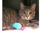 Adopt Theodosia (Bonded to Ginger) a Domestic Short Hair
