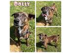 Adopt Dolly a Terrier