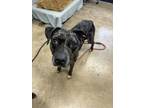 Adopt Cookie a Catahoula Leopard Dog, Mixed Breed