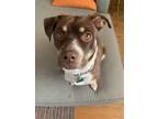Adopt Dolly - fostered in Omana a American Staffordshire Terrier