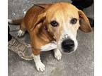 Adopt Neely a Beagle, Mixed Breed