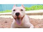 Adopt Ghost a Pit Bull Terrier, Mixed Breed
