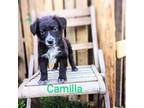 Adopt Camilla a Collie