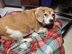 Adopt Twinkie (Sassafras) a Beagle, Mixed Breed