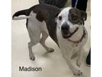 Adopt Madison a Mixed Breed